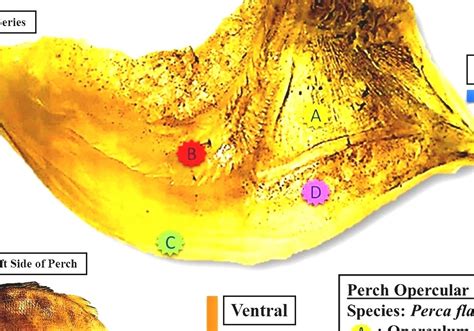 Operculum (fish) - Operculum In Fish