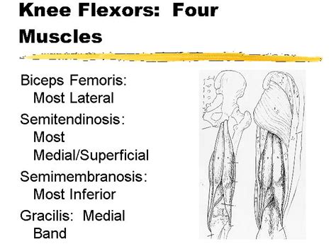 Knee Flexors: Four Muscles