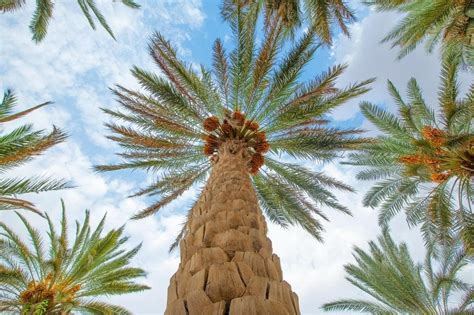 Exploring Saudi Arabia: 1.9 mln palm trees beautify the gardens of ...