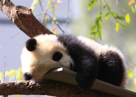 sleeping small panda cute animals baby panda Ailuropoda melanoleuca ...