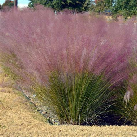 Muhly Grass Seeds - Pink Muhly Ornamental Grass Seed