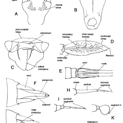 Anisoptera larvae. A-Gomphidae: Megalogomphus sp.; B-Gomphidae ...