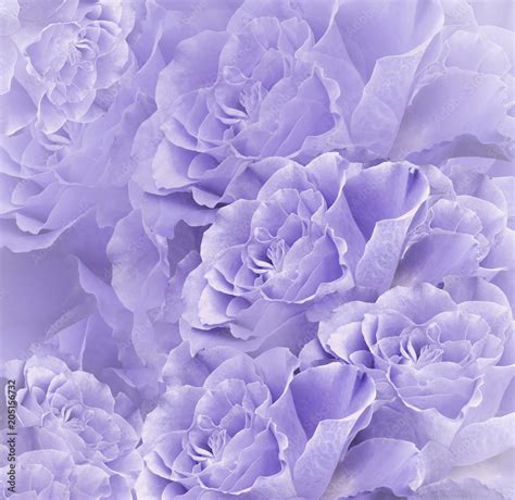 Very Beautiful Purple Flower