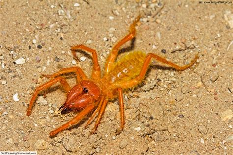 Camel Spider Facts, Pictures & In-Depth Information. Desert Arachnids