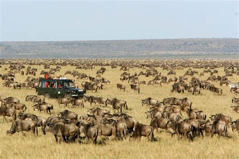 Plan a 2025 Masai Mara Safari | Go2Africa