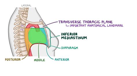 Anatomy of the inferior mediastinum: Video & Anatomy | Osmosis