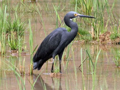 Una garza es variable - Puzzle Factory