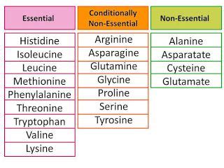 Essential Amino Acids Chart