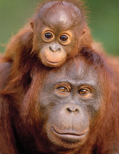 Orangutan & Baby (Mini) Jigsaw Puzzle | PuzzleWarehouse.com