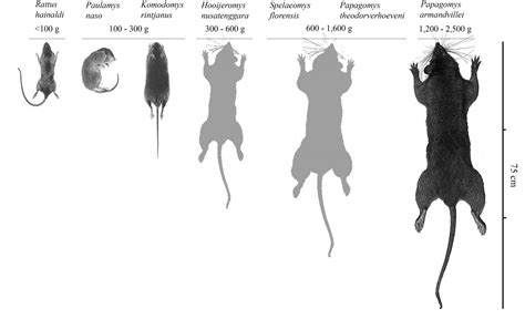 Changes in rat size reveal habitat of 'Hobbit | EurekAlert!