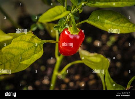 Red chili plant and leaves Stock Photo - Alamy