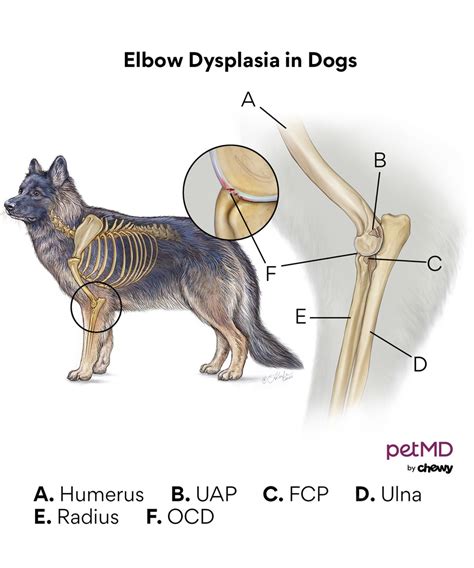 How To Treat Elbow Dysplasia In Dogs