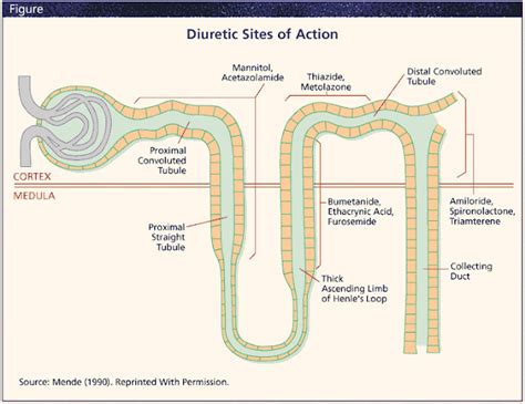 furosemide Diuretic sites of Action and pic result