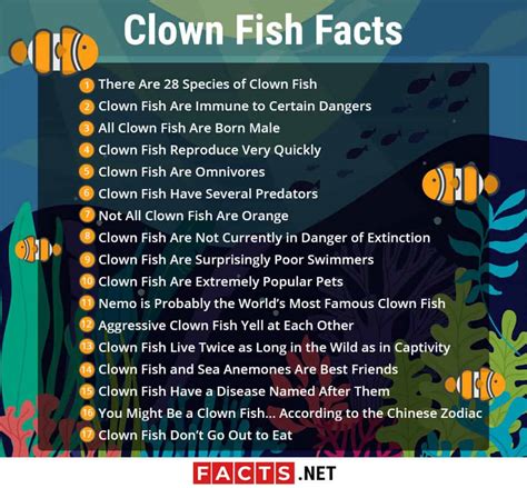 Top 17 Clown Fish Facts - Diet, Habitat, Types & More | Facts.net