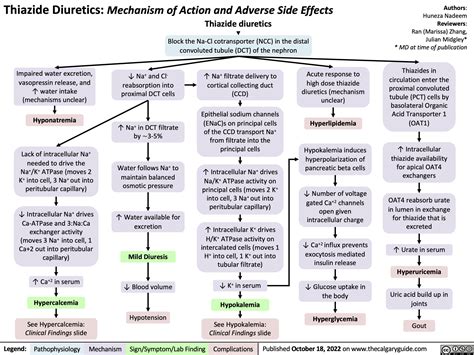 Thiazide Diuretics: Mechanism of Action and Adverse Side Effects ...