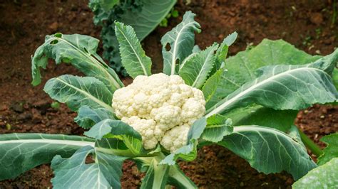 Cauliflower, Organic Snowball Cauliflower Seeds, Self Blanching Caulif ...