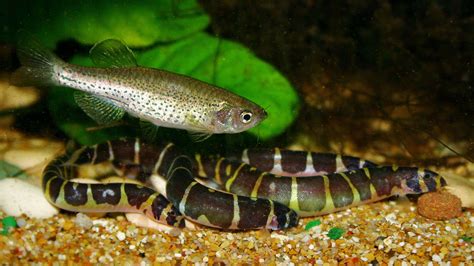 How Many Kuhli Loaches In A Fish Tank - Aquarium Inside