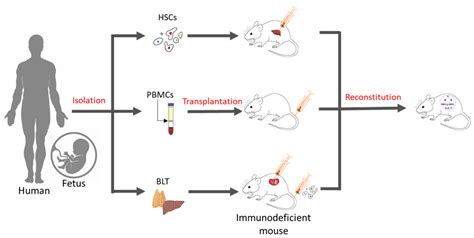 Applications of Humanized Mice in Oncology | Encyclopedia MDPI