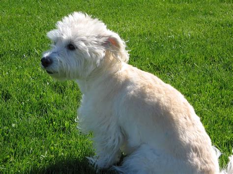 Westiepoo, Poodle and West Highland White Terrier Mix - SpockTheDog.com