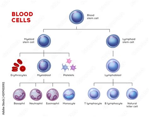 Vector types of blood cells. Erythrocytes, eosinophil, neutrophil ...