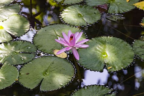 Freshwater Biome Plants