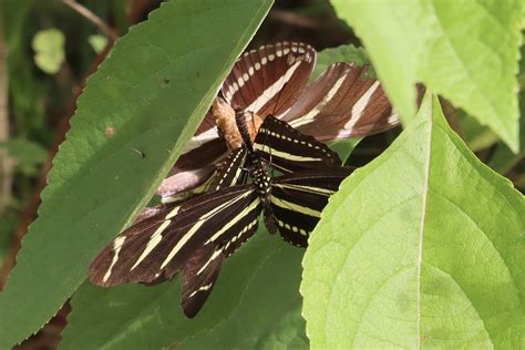 Zebra Longwing Butterfly Life Cycle