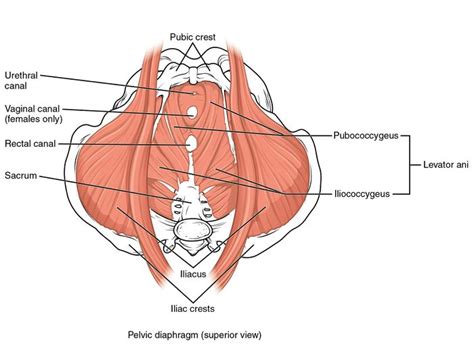 The effect of Pilates on pelvic floor muscle strength in women with ...