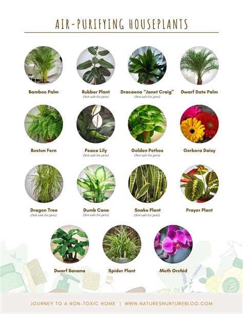 15 Awesome Air Purifying Houseplants - Nature's Nurture