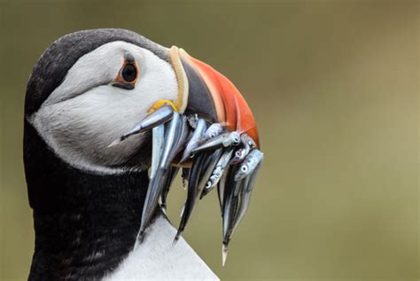 Where Do Puffins Live? - ArcticLook