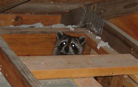 What Should I Do About a Raccoon Nest in the Attic?