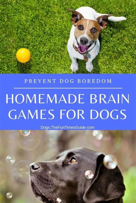 Homemade Brain Games For Dogs (If You Don’t Use It, You Lose It ...