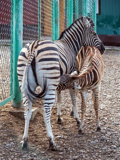 Mom Zebra is Feeding Milk Its Foal Stock Photo - Image of baby, zebras ...