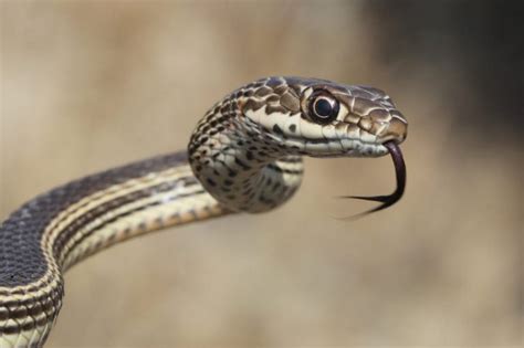 31+ Snakes in Utah: ID Guide with Facts and Photos