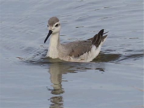 Scolopacidae - Sandpipers - BRITISH NATURE GUIDE