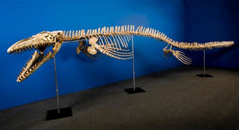 Mosasaurus Facts, Habitat, Diet, Size, Skeleton, Tooth, Fossils, Pictures