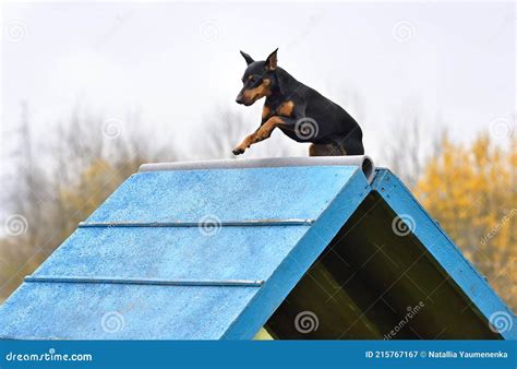 Miniature Pinscher on Agility Stock Image - Image of aframe, happy ...