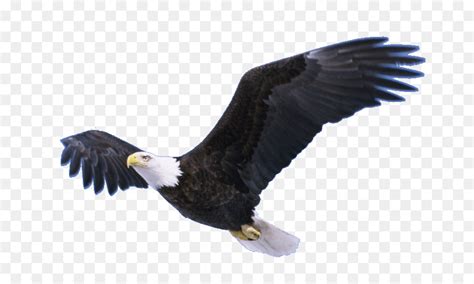 Free Eagle With Transparent Background, Download Free Eagle With ...