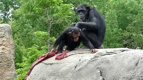 Cute Baby Chimp Playing - YouTube