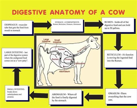 Make a Science Fair Project about Cow's Digestive system: Animal ...