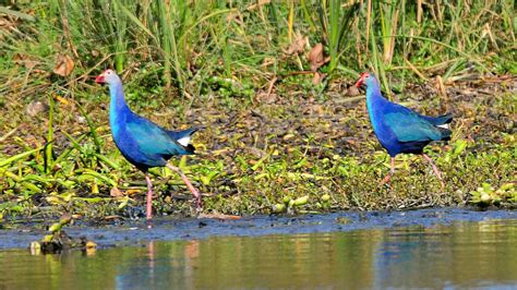 Okhla Bird Sanctuary - History, Location, Details, Ticket Price ...