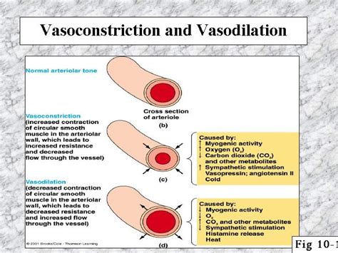 Vasoconstriction and Vasodilation