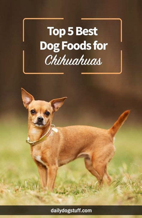 Top 5 Best Dog Foods for Chihuahuas (With images) | Best dog food, Dog ...