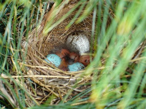 chipping sparrow nest | Flickr - Photo Sharing!