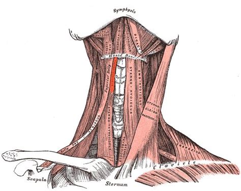 thyrohyoid muscle #anatomy | Muscle anatomy, Body anatomy, Anatomy