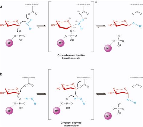 Glycosyltransferases: structures, functions, and mechanisms. | Semantic ...