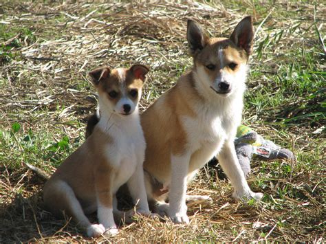 Norwegian Lundehund - Pictures, Information, Temperament ...