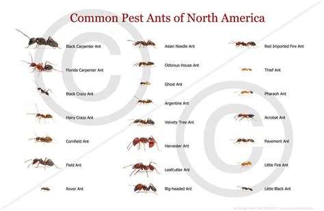 Free Printable Ant Identification Charts [PDF] With Pictures