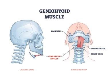 Anatomy Archives - Mobility Physiotherapy Clinic