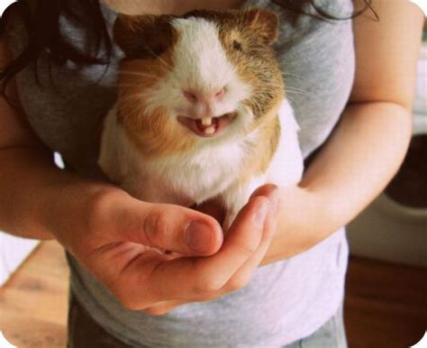 Happy Guinea Pigs – 1Funny.com