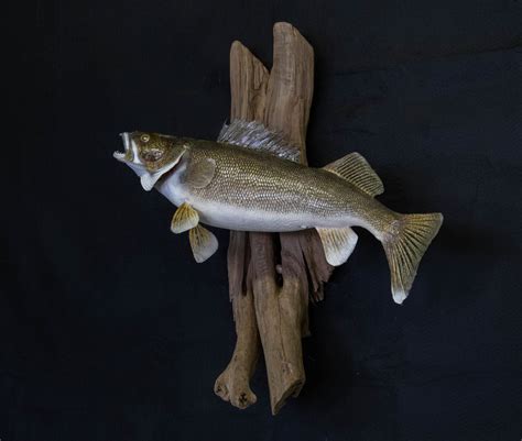 Fish Mounts – Advanced Taxidermy